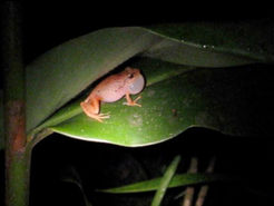 The First Time You Hear Coqui Frogs