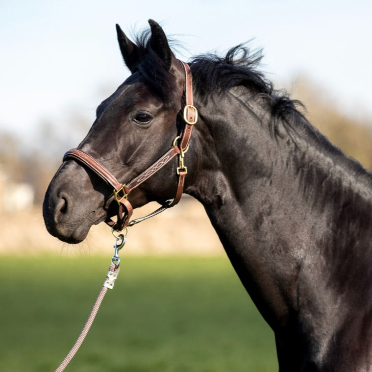 KM Lædergrime m. syninger