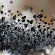 Mold-432x287x72x0x287x287x1715018602.jpg.webp