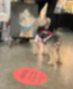 VP Animal Portrait Artist.jpeg