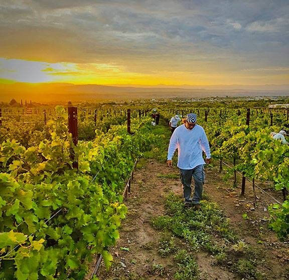 Learn to make wine at the Southwest Wine Center in Clarkdale Arizona 