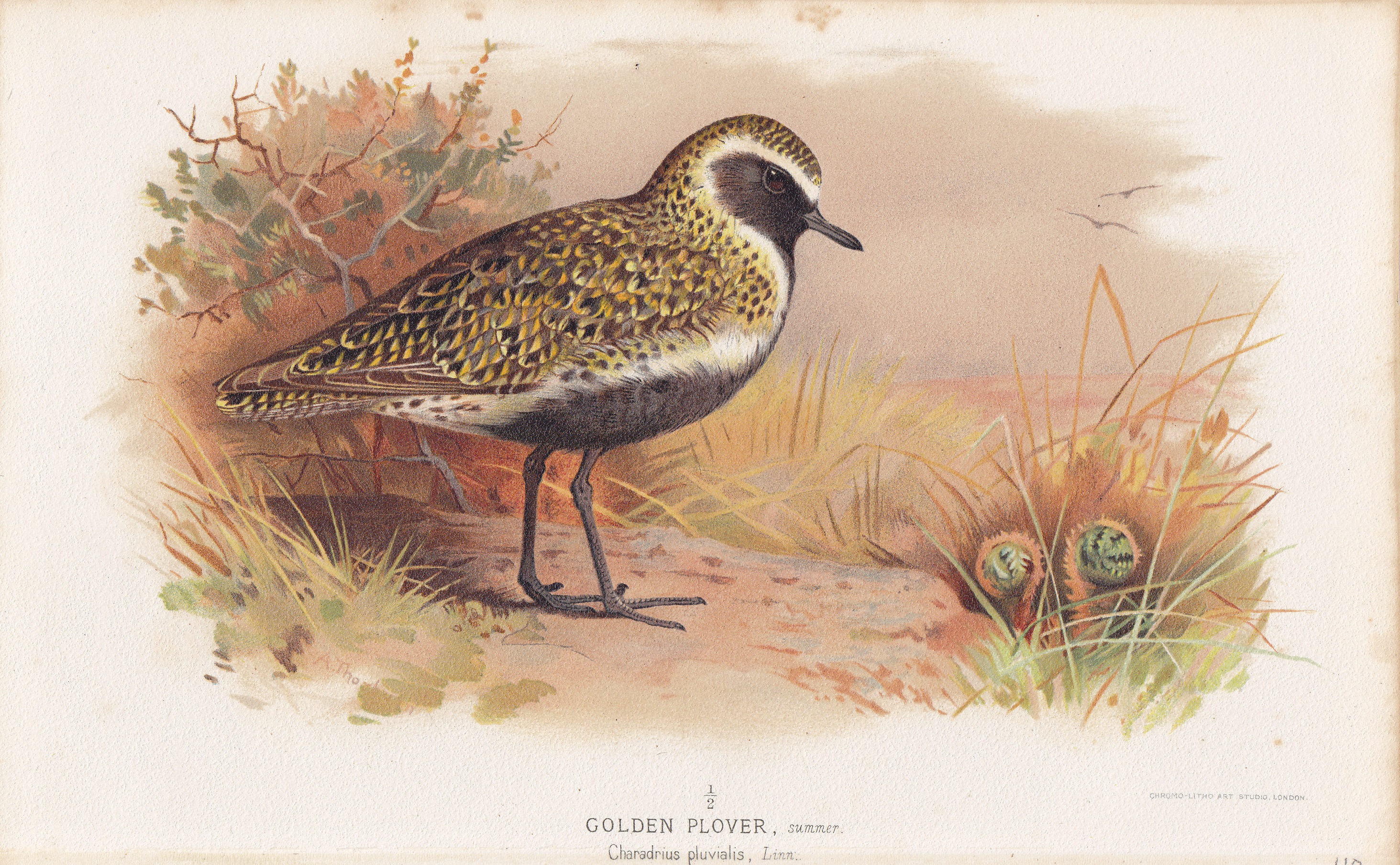 Golden Plover