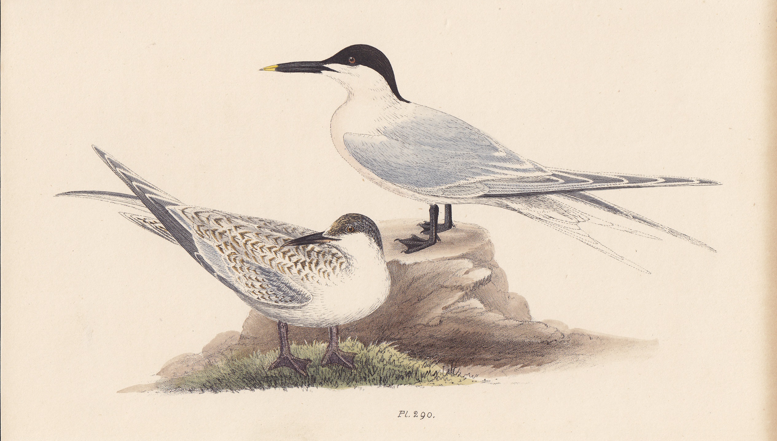Sandwich Tern