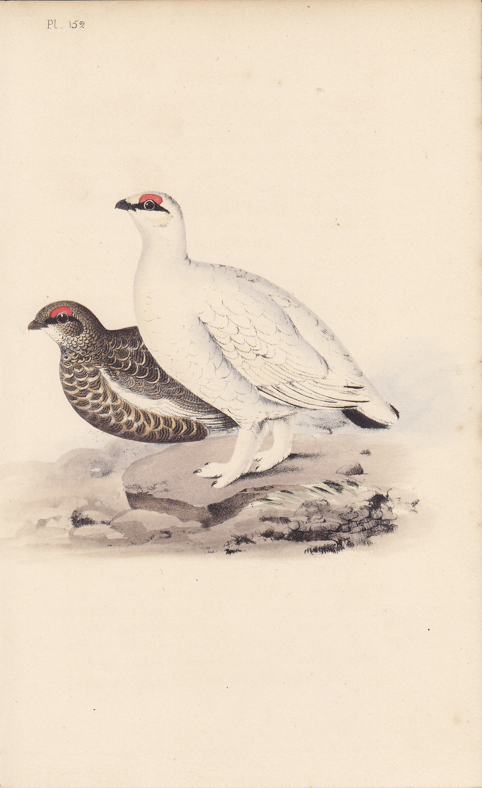 Ptarmigan