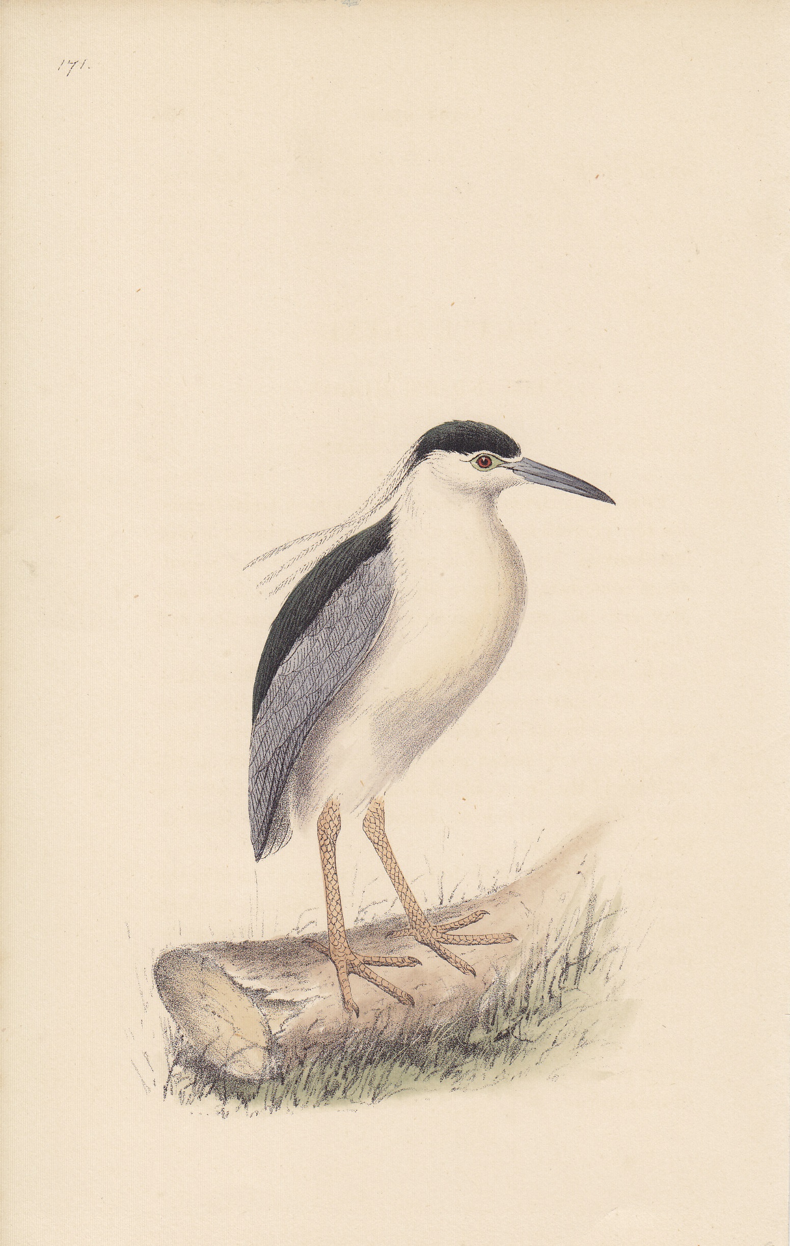 Night Heron