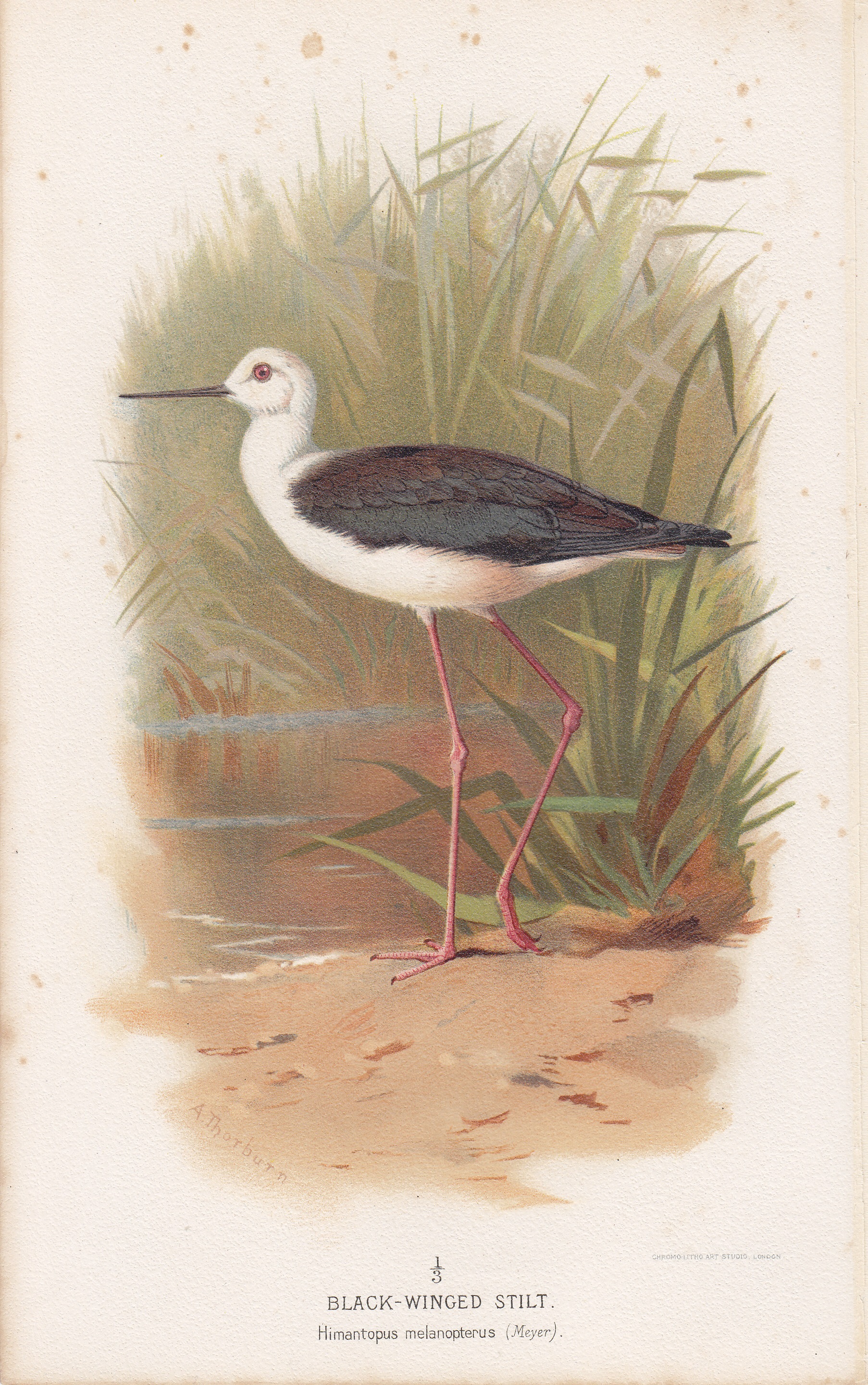 Black-Winged Stilt