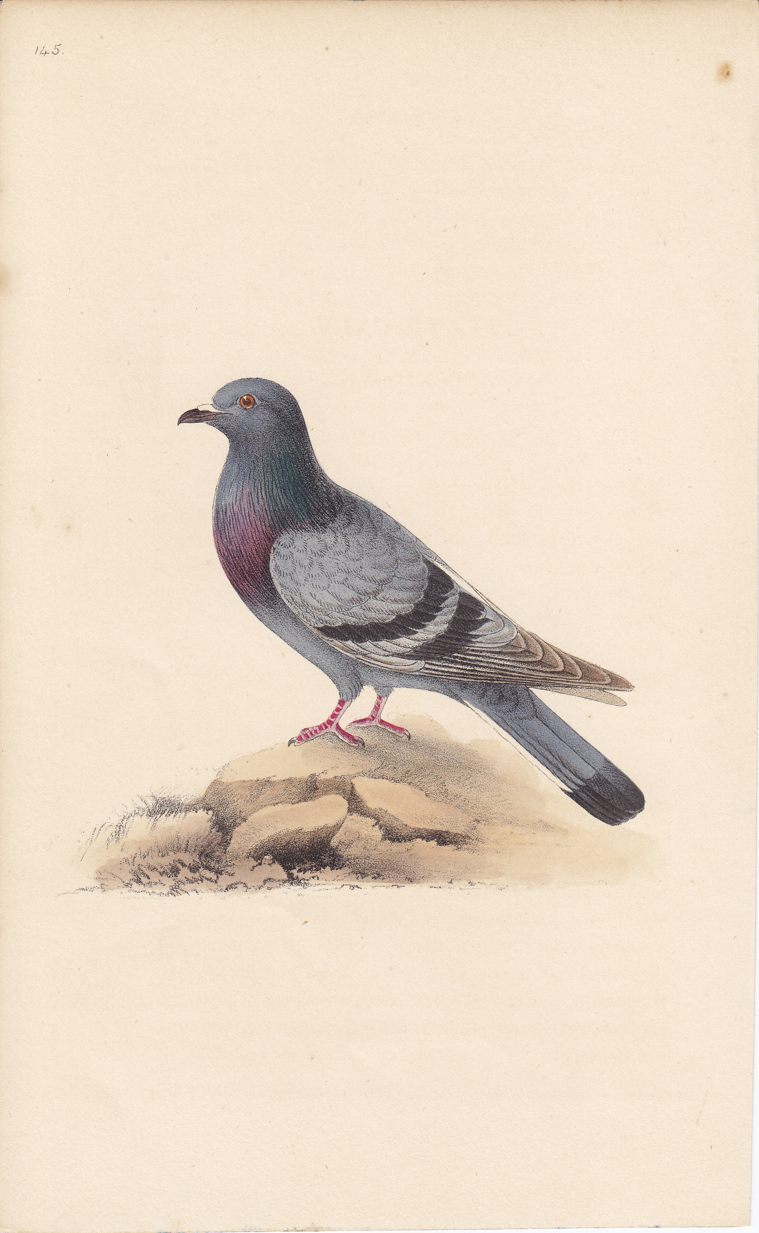 Rock Dove