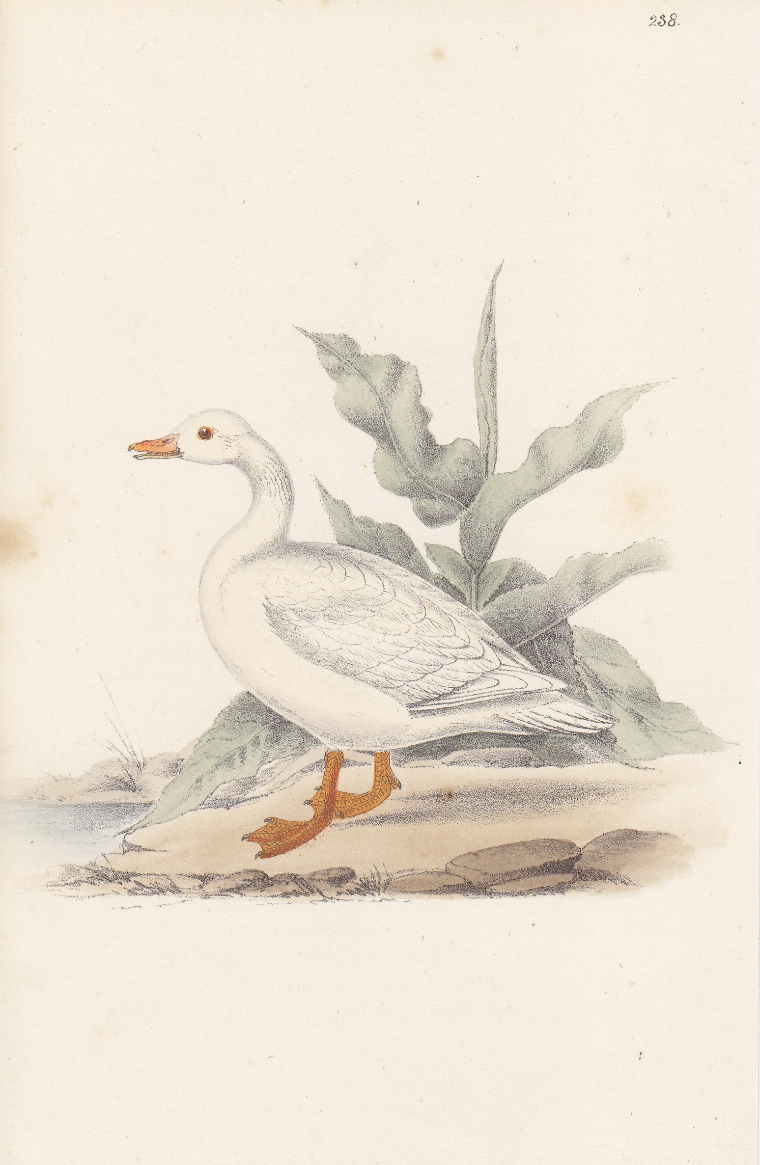 Goose