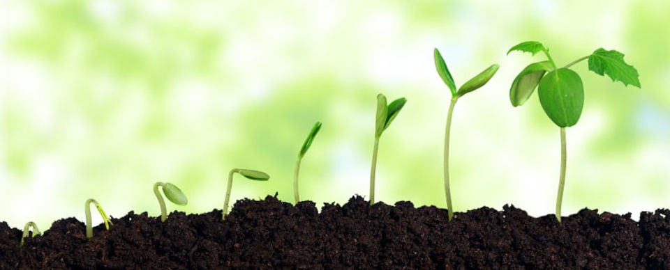 Growth-Issues-Queensland-Paediatric-Endocrinology-Brisbane-4.jpg
