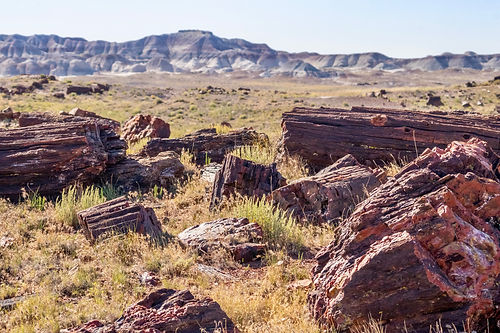 Petrified Forest Image.jpeg