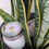 Thumbnail: Grapefruit and Bimini Keys Fragrance Candles