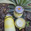 Thumbnail: Pineapple Sage Scented Candles