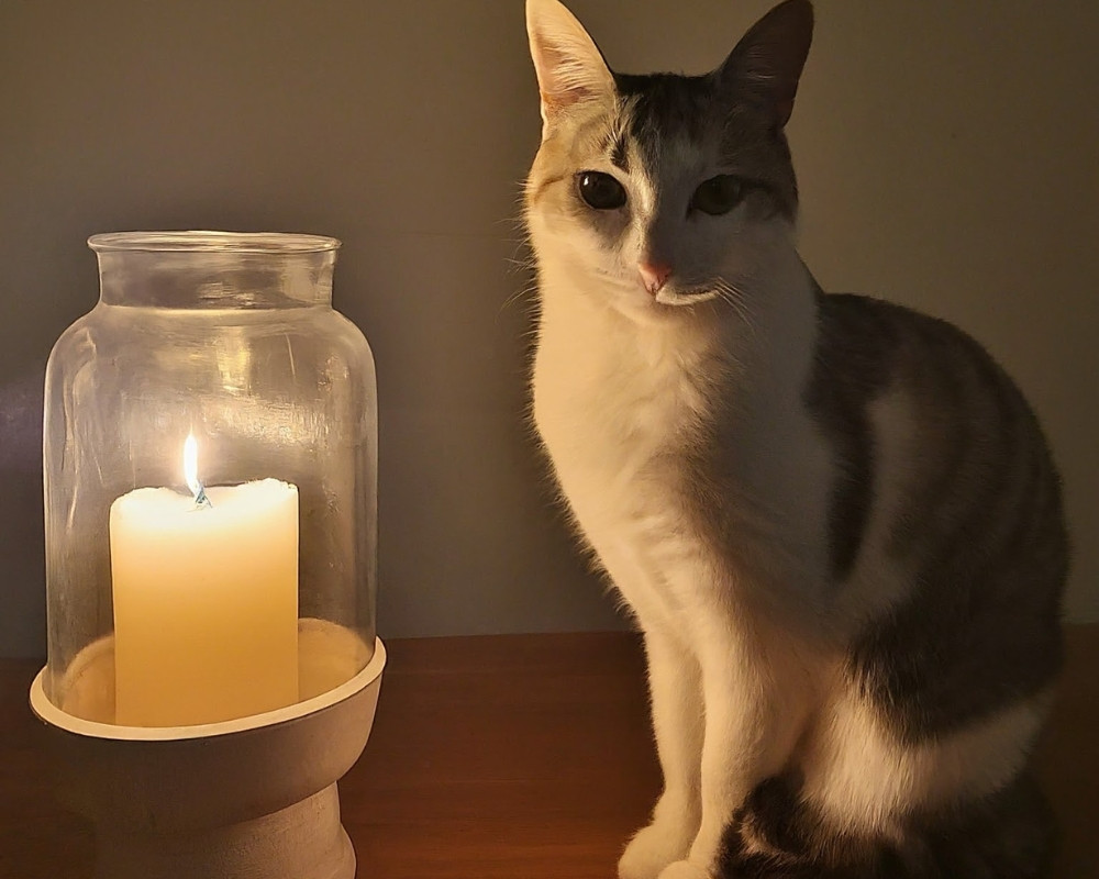 Are Candles Bad For Cats Are Candles Harmful to Your Feline Friends?