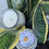 Thumbnail: Grapefruit and Bimini Keys Fragrance Candles