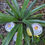 Thumbnail: Pineapple Sage Scented Candles