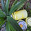 Thumbnail: Pineapple Sage Scented Candles