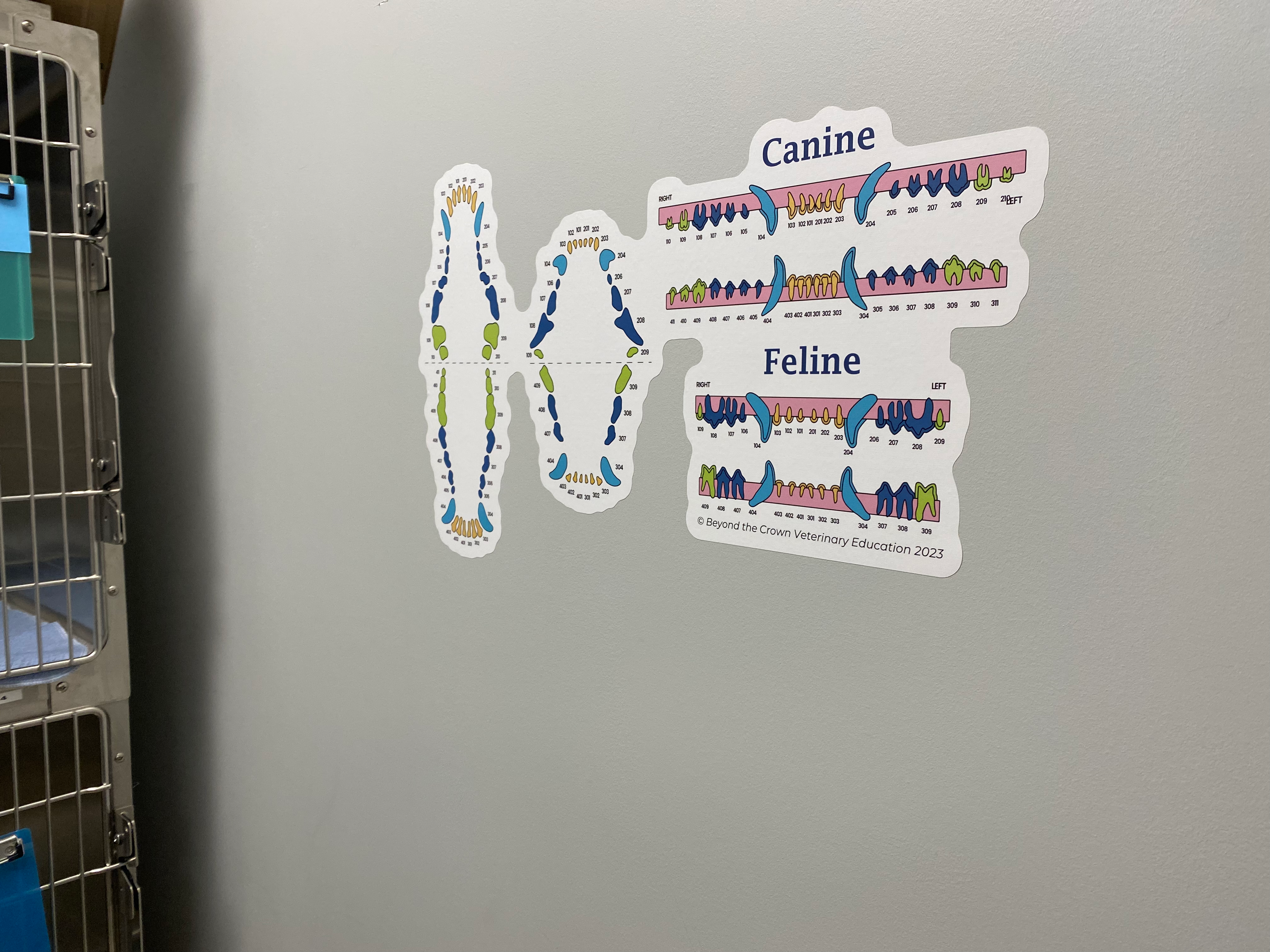 Dental Chart Wall Decal