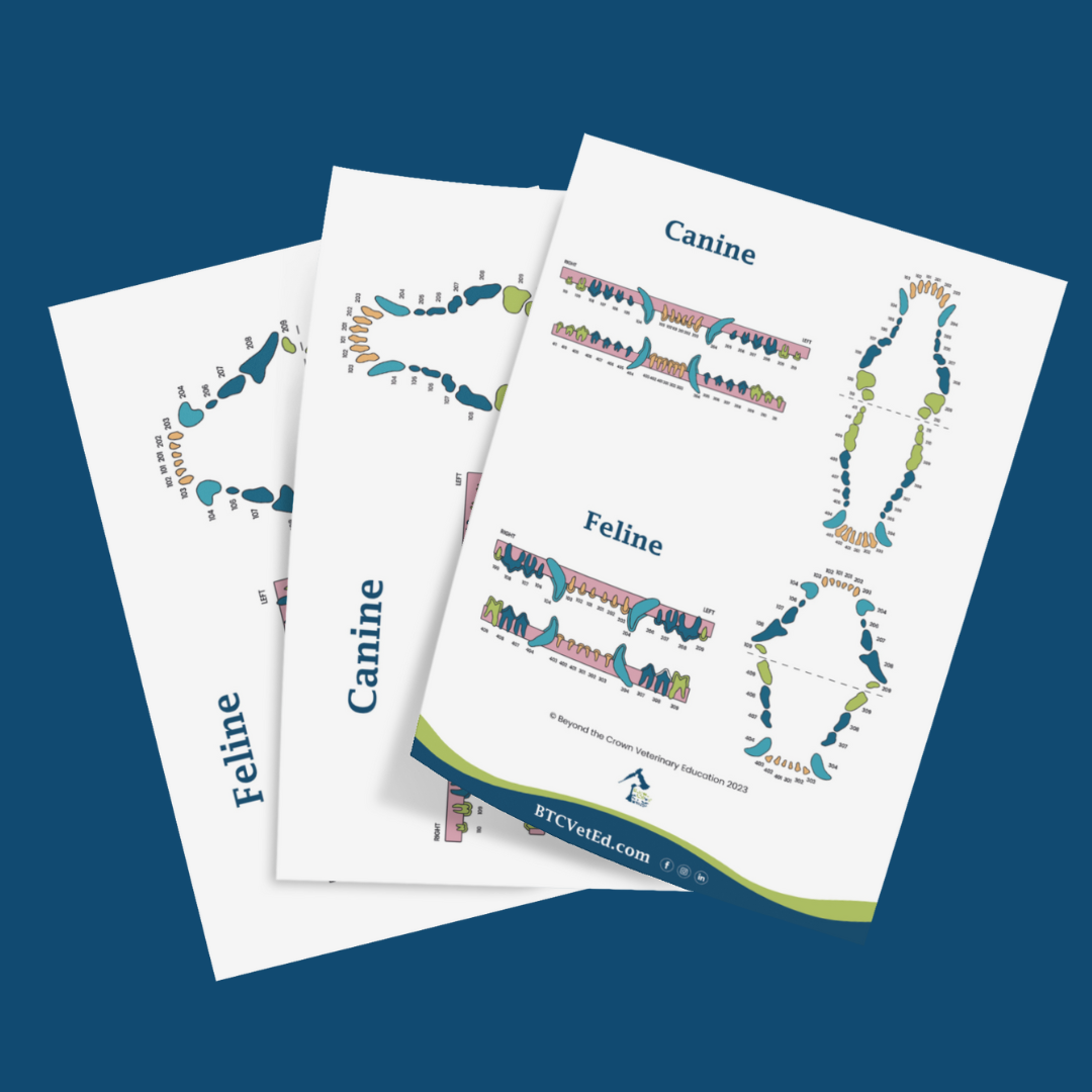 Canine and Feline Numbered Dental Charts
