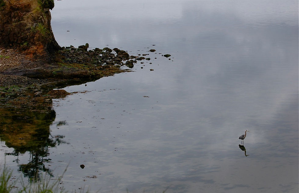 heron in shallows, OR