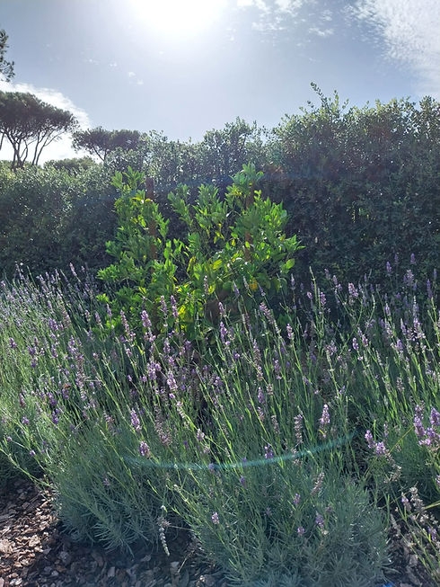 Lemon&Lavender