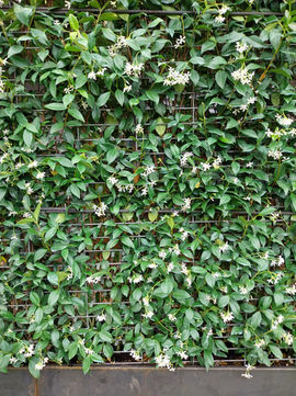 Custom built corten steel containers, immediate evergreen privacy screen