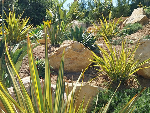 drought tolerant plants, rock garden, xeriscape, low maintenance garden, native plants, drought tolerant plants