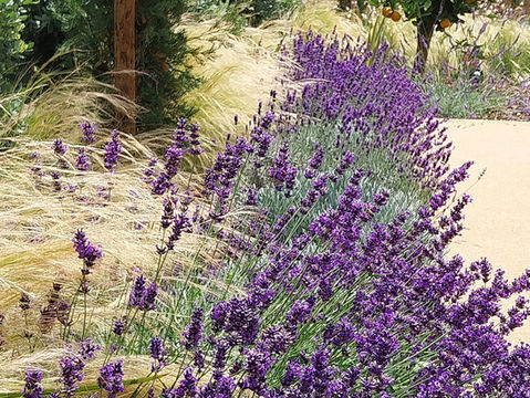 Low maintenance, drought tolerant, Mediterranean garden, native planting, citrus tree