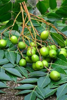 neem2.jpg