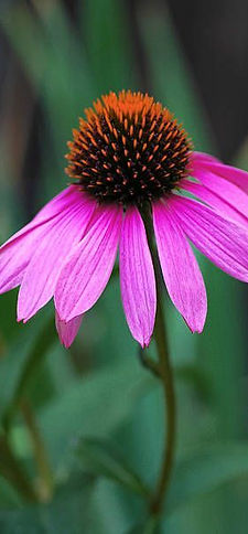ECHINACEA.jpg