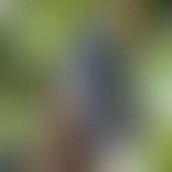 La culture de la vigne