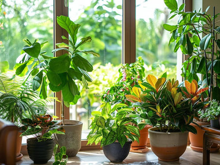 Les 15 plantes dépolluantes de nos maisons