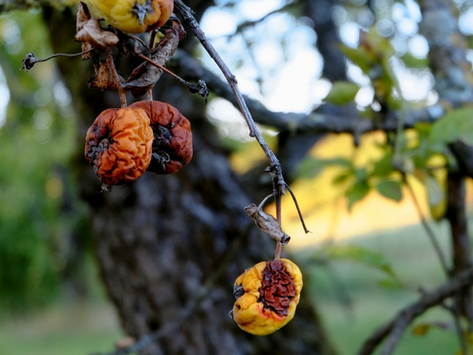 Les ennemis et maladies des arbres fruitiers.