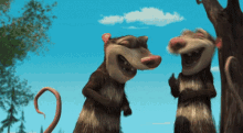 опоссумы.gif