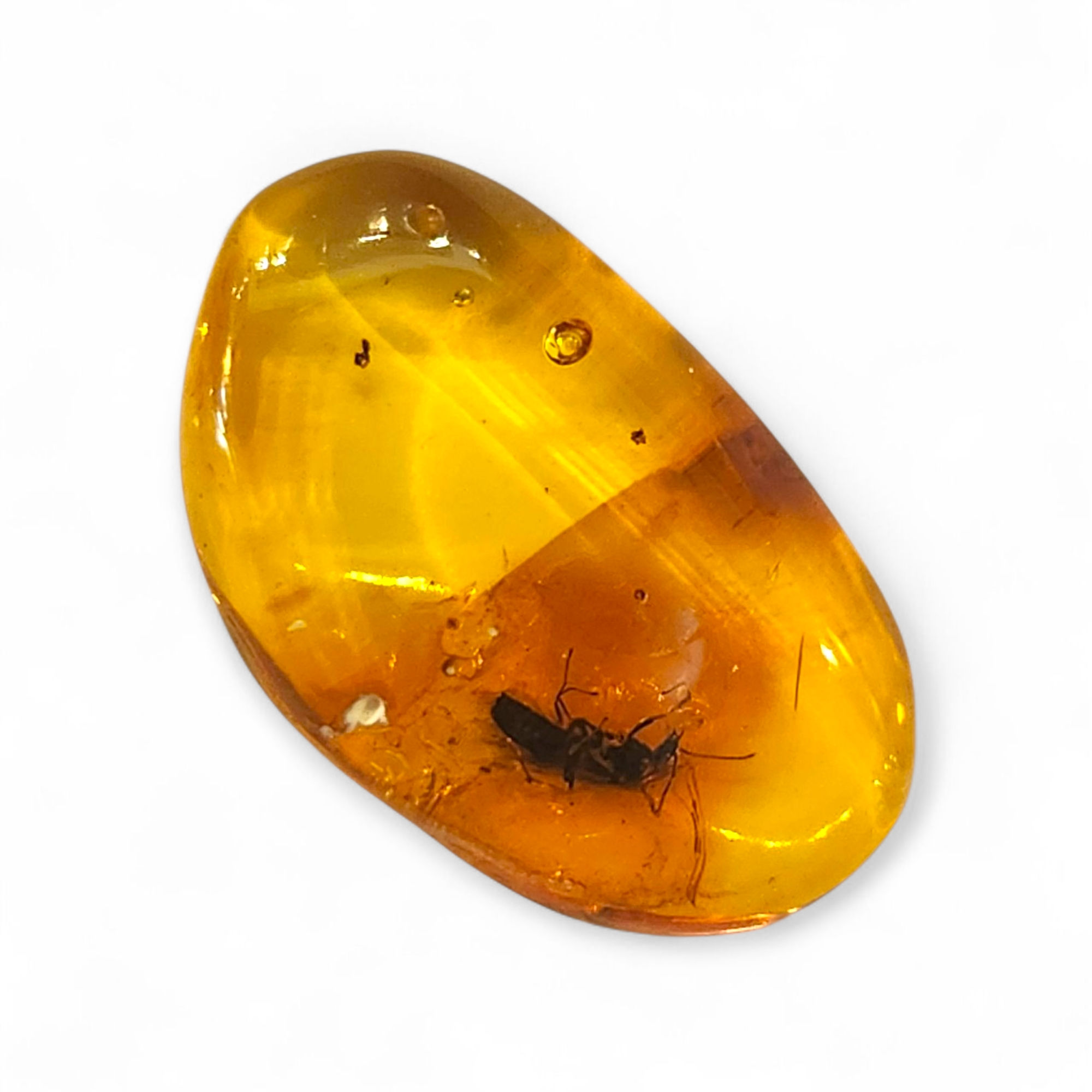 אבן ענבר בלטי מלוטשת בצבע דבש עם תכליל חרק בן עשרות מיליוני שנים