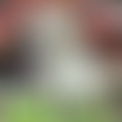 2026 NFL Draft Scouting Report: Akheem Mesidor