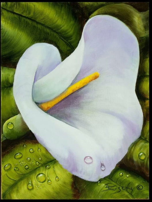 white calla lilly bloom, calla lilly painting, lilly painting, lilly bloom