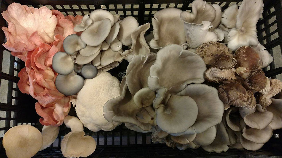 Mushroom focused Farm to Table Dinner with Bankson Lake Farm, Thai Inspired cuisine