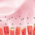 inner thigh 2.png