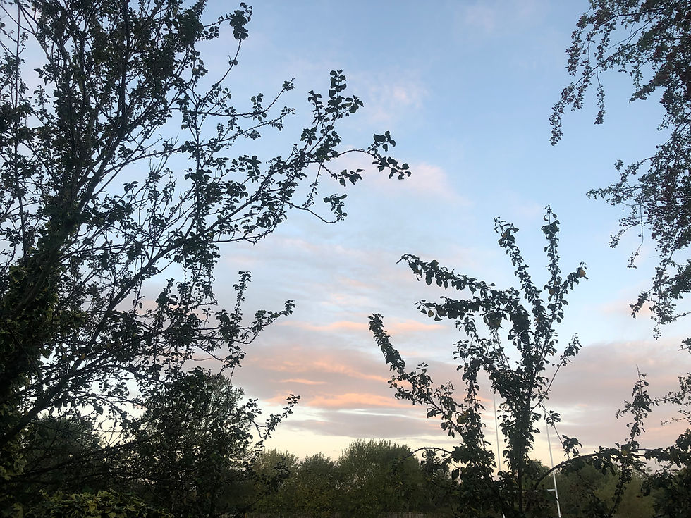 morning skies with blue, pink blush, thin tall trees with green leaves.