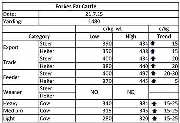 Cattle 21.7.25.jpg