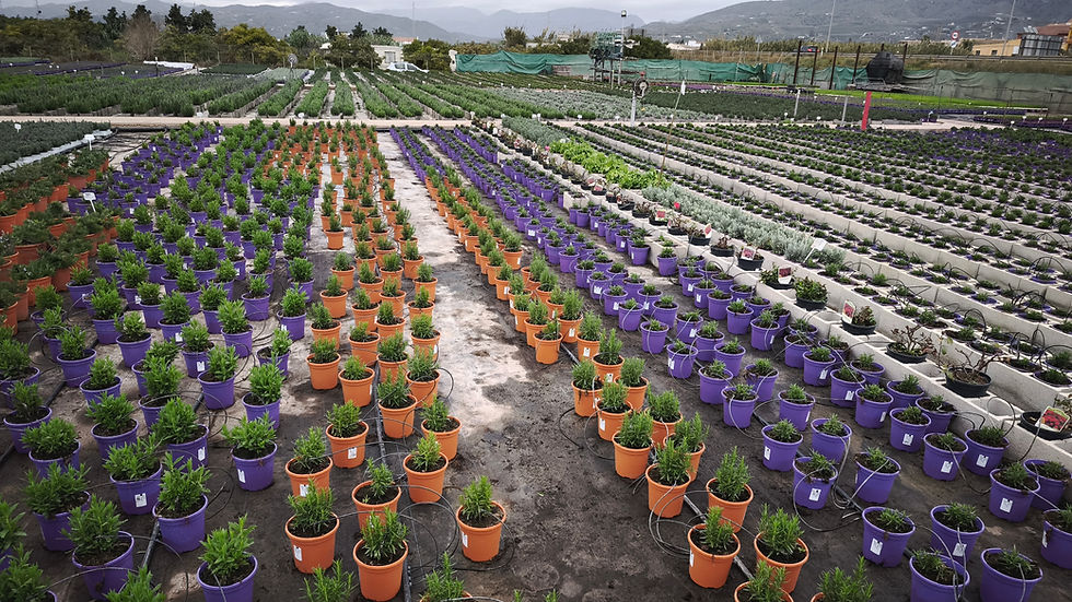 explanada de nuestro semilleros para plantas aromáticas en maceta