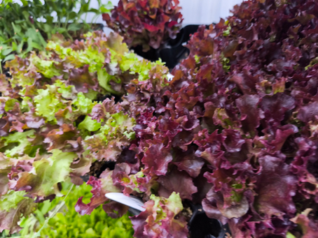 Plantones de lechuga, col y brócoli para huerto de invierno en Garden La Palma Vélez-Málaga