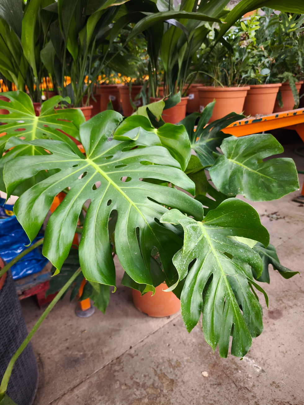 Planta sana y verde (costilla de Adan)