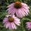 Thumbnail: Novelty ~ Cone Flower Beaded Sphere