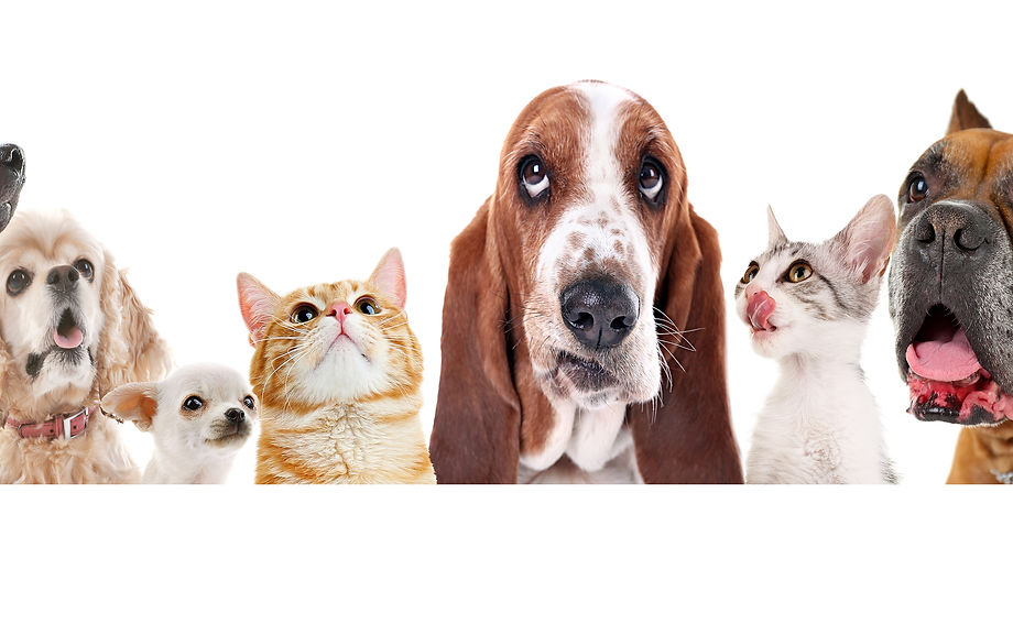View of HOME | Healthy Home Pets Flea and Control For Dogs and Cats with ...