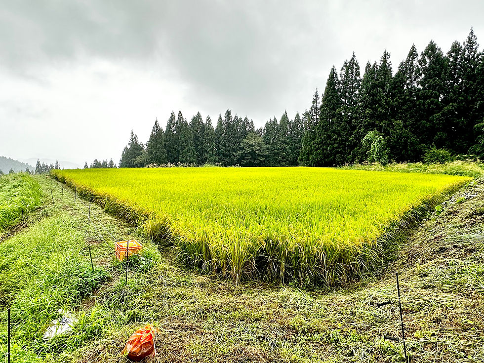 サムネイル： 【数量限定】 藤沢山懐米（ふじさわさんかいまい） ​​​​​​​　うめぇ～～。余韻が残る。山形県鶴岡市藤沢集落の山あいで育った「はねぬき」「（普通精米 5kg）