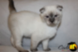 Munchkin Breeder, Munchkin Breeder Canada, Munchkin Kittens, Munchkin Cat, TICA, CFF, Short Legged Kitten