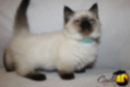 Munchkin Breeder, Munchkin Breeder Canada, Munchkin Kittens, Munchkin Cat, TICA, CFF, Short Legged Kitten