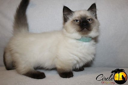 Munchkin Breeder, Munchkin Breeder Canada, Munchkin Kittens, Munchkin Cat, TICA, CFF, Short Legged Kitten