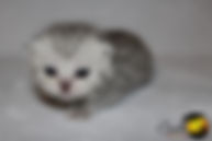 Scottish Kilt Breeder, Scottish Kilt Breeder Canada, Scottish Kilt Kitten, Gaelic Fold Breeder, Gaelic Fold Breeder Canada, Gaelic Fold Kitten, Munchkin Breeder, Munchkin Breeder Canada, Munchkin Kittens, Munchkin Cat, TICA, CFF, Short Legged Kitten